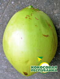 Питьевой молодой кокос. Вес 1.5 - 2 кг.